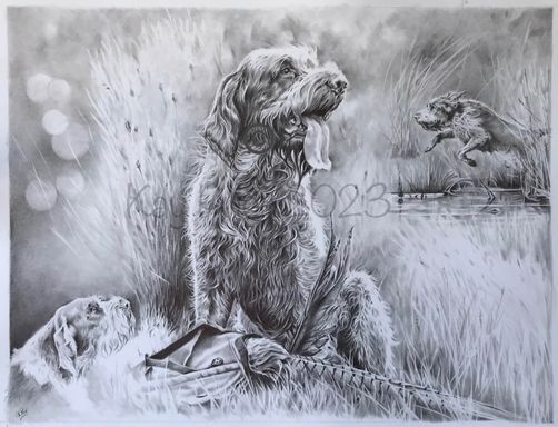 Italian Spinone montage drawing